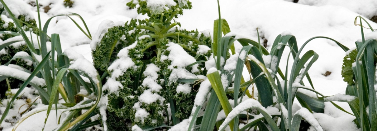 Winter veg bed