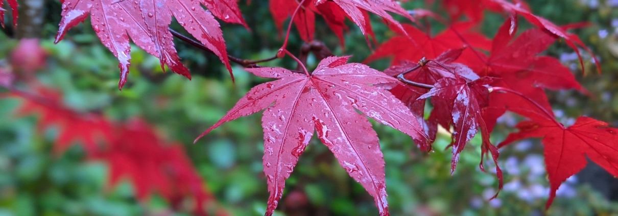 Japanese Maple Oct 2020 scaled