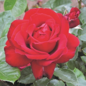 Archbishop Desmond Tutu 1 KDS