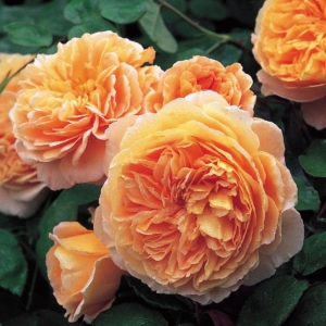 Crown Princess Margareta 1 DA