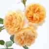 Crown Princess Margareta 3 DA