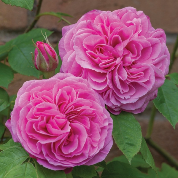 Gertrude Jekyll 1 DA