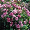 Gertrude Jekyll 2 DA