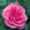 Gertrude Jekyll 3 DA