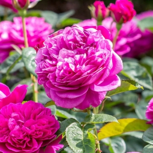 James L. Austin 1 DA