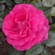 Pretty Lady Rose 1 KV