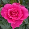 Pretty Lady Rose 3 KV