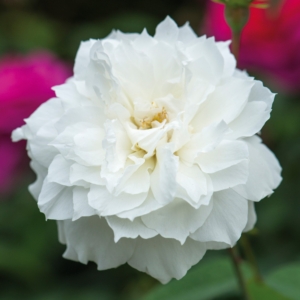 Susan Williams Ellis 1 DA