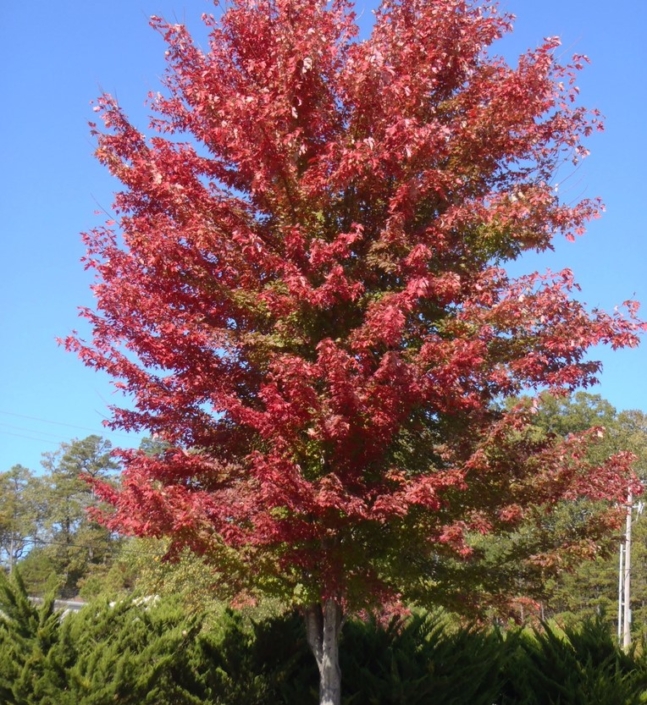 Acer x freemanii ‘Armstrong’ | Russell Nursery