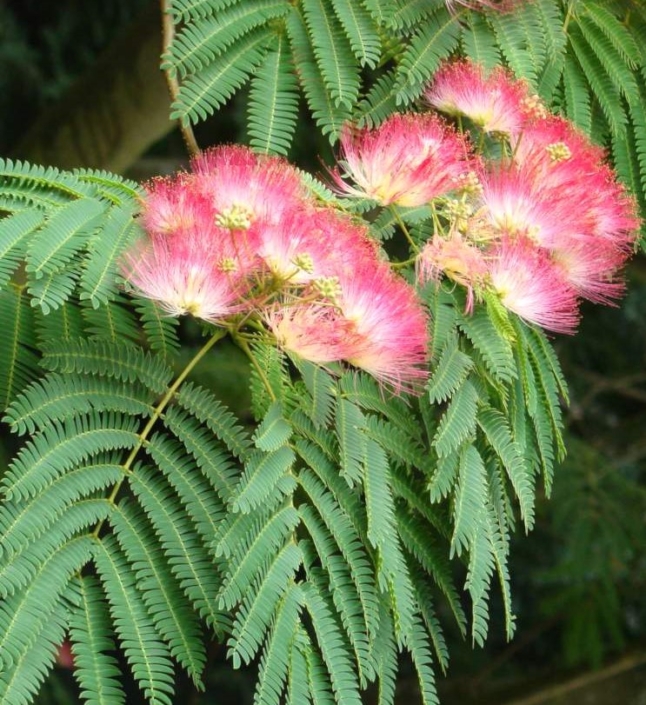 Albizia julibrissin | Russell Nursery