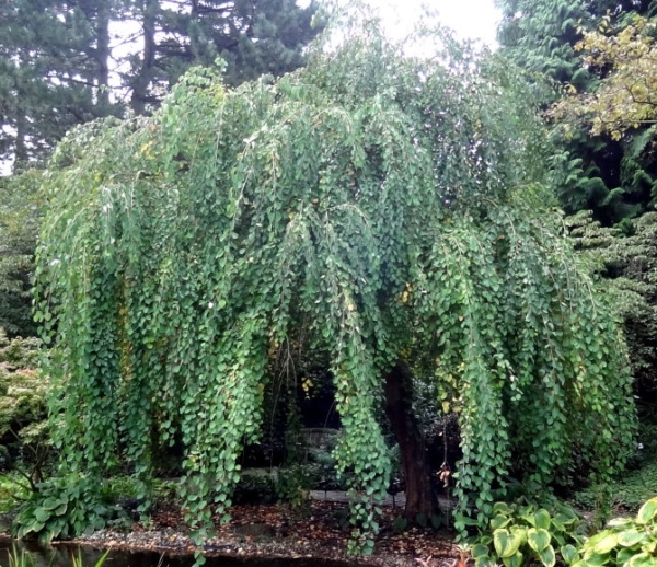 Cercidiphyllum japonicum Pendulum