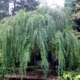 Cercidiphyllum japonicum Pendulum