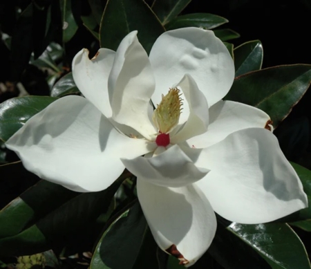 Magnolia 'Victoria'