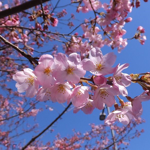 Prunus x yedoensis ‘Akebono’ | Russell Nursery