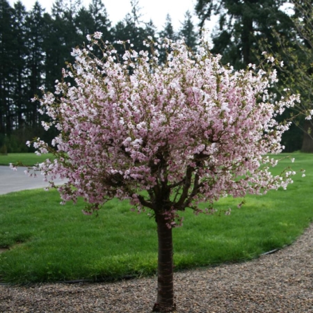 Prunus 'Little Twist'