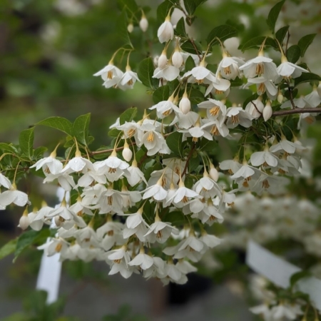 Styrax 'Emerald Pagoda'