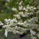 Styrax 'Emerald Pagoda'