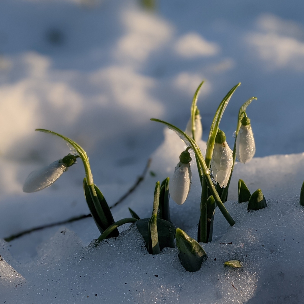 Snowdrops in snow