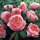 The Alnwick Rose 1 DA