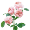 The Alnwick Rose 2 DA