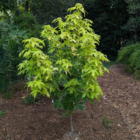 Liquidambar styraciflua 'Gold Beacon'