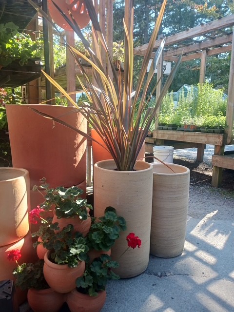 terra cotta phormium