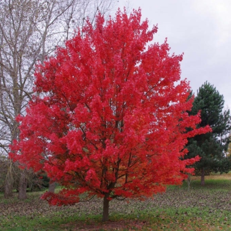 Acer rubrum 'October Glory'