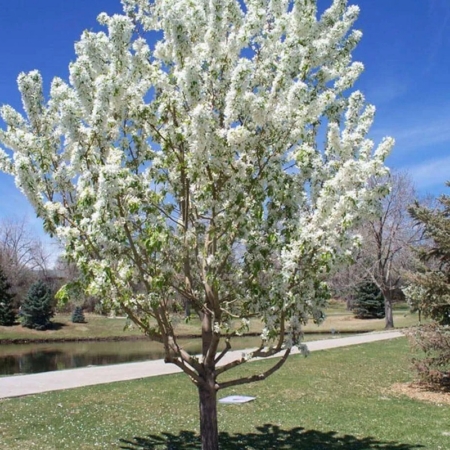 Adirondack Crabapple
