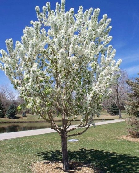 Adirondack Crabapple
