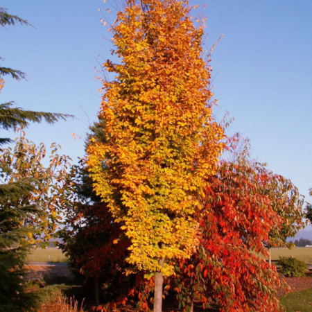 Parrotia 'Golden Bell Tower'