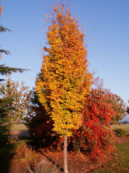 Parrotia 'Golden Bell Tower'