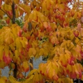 Parrotia 'Vanessa' 2