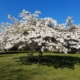 Prunus 'Shirotae'