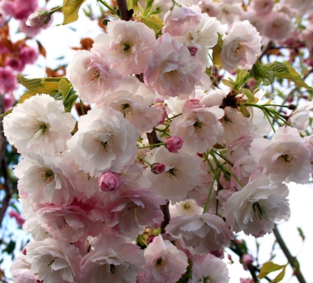 Shogetsu Flowering Cherry