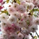 Shogetsu Flowering Cherry