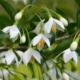 Styrax 'Snowcone'