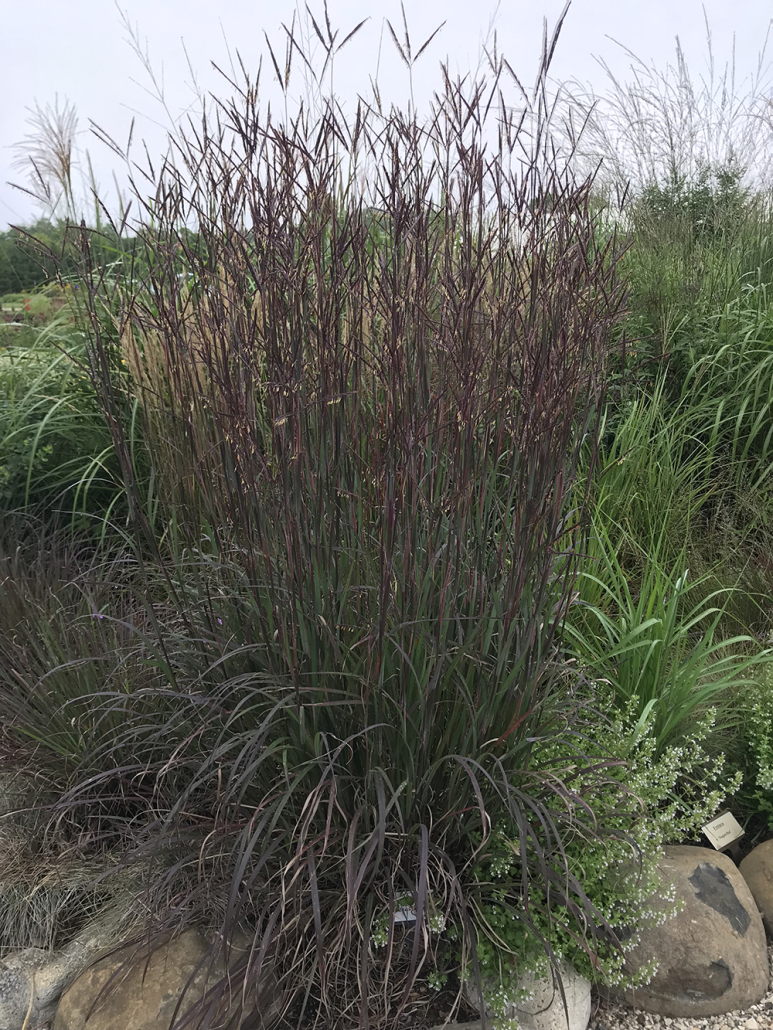 Andropogon Blackhawks
