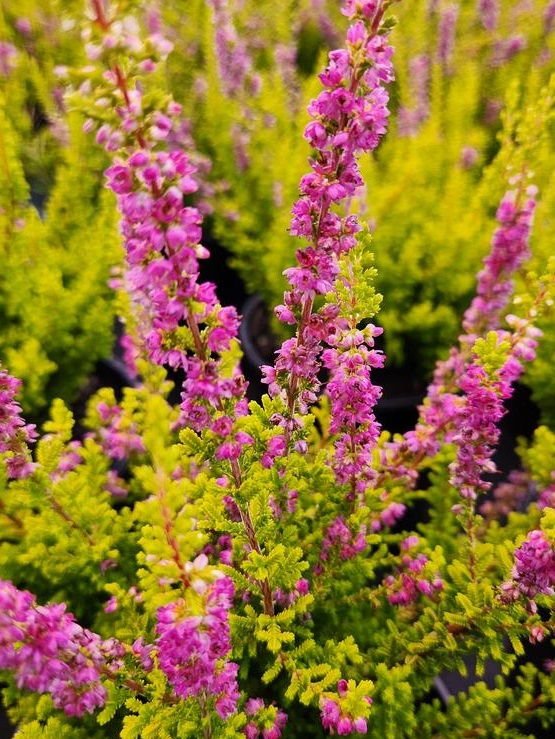 Calluna 'Firefly' Calluna 'Firefly'